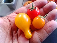 Types of cherry tomatoes