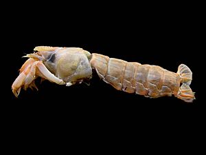 Archivo:Upogebia deltaura
