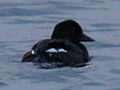 Velvet Scoter-Mindaugas Urbonas-1