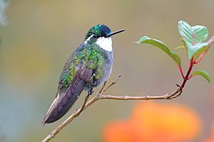 Archivo:White-throated Mountain-gem