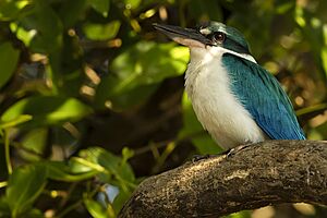 Archivo:White Collared Kingfisher