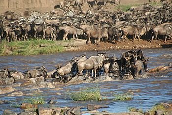 Archivo:Wildebeest crossing river - Stefan Swanepoel
