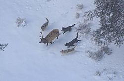 Archivo:Wolves and elk