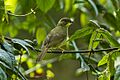 Yellow-whiskered Greenbul - Kenya S4E7530 (17026005516)