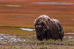 Archivo:Овцебыки - самые грозные млекопитающие Таймыра