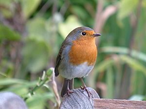 Archivo:A Robin at Buckfast Abbey - geograph.org.uk - 206999