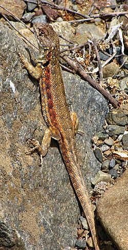 Adult male Liolaemus atacamensis - ZooKeys-294-037-g007-B.jpeg