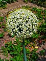 Allium cepa 002
