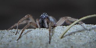 Allocosa brasiliensis male - cropped.jpg