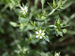 Archivo:Arenaria serpyllifolia-ssp-leptoclados brasles 02 19052002 10