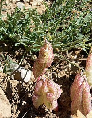 Archivo:Astragalus oophorus var clokeyanus 10