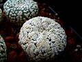 Astrophytum asterias cv.superkabuto