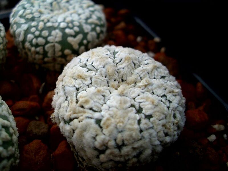 Astrophytum asterias cv.superkabuto