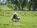 Baby sheep feeding