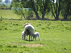 Baby sheep feeding