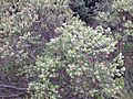 Baccharis conferta2