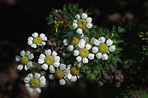 Archivo:Bahia ambrosioides