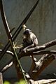 Barcelona.Zoologico.Mangabey.Gris