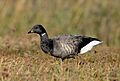 Branta bernicla bernicla Norfolk 1