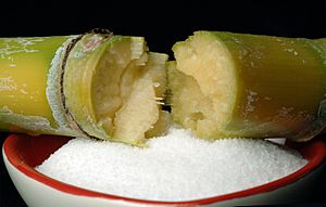 Archivo:CSIRO ScienceImage 10529 Sugarcane and bowl of sugar