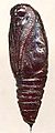 Calospilos sylvata pupa