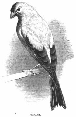 Archivo:Canary - Project Gutenberg eBook 11921
