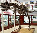 Carnotaurus, Chlupáč Museum, Prague-2