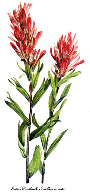 Archivo:Castilleja miniata, by Mary Vaux Walcott