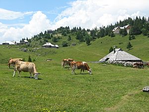 Archivo:Cattle at Velika Planina, Slovenia