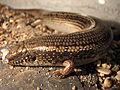 Chalcides ocellatus 03