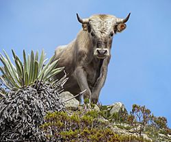 Archivo:Charolais cattle, Sierra Nevada, Venezuela