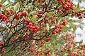 Choke-Berries-IMG 2431 051013 121714