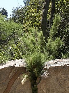 Chusquea cumingii by Scott Zona - 001.jpg
