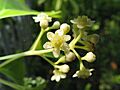 Cinnamomum camphora6