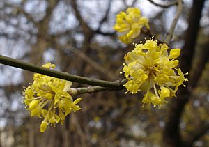 Archivo:Cornus mas flowers