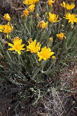 Crepis modocensis 9235.JPG