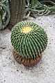 Echinocactus Grusonii & Mexico (1) (11983493274)