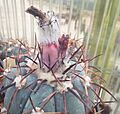 Echinocactus horizonthalonius fruit