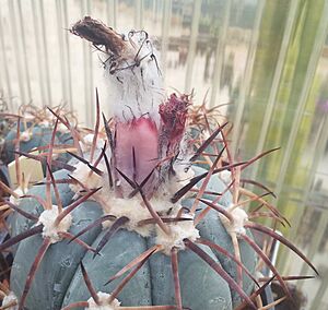 Archivo:Echinocactus horizonthalonius fruit