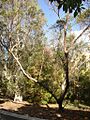 Eucalyptus lansdowneana
