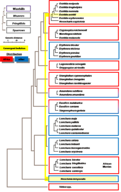 Archivo:Evolution of estrildid finches