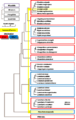 Evolution of estrildid finches