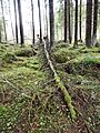 Fallen tree2