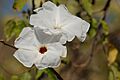 Flower-cazahuate-2842539
