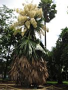 Flowering Talipot Palm 06