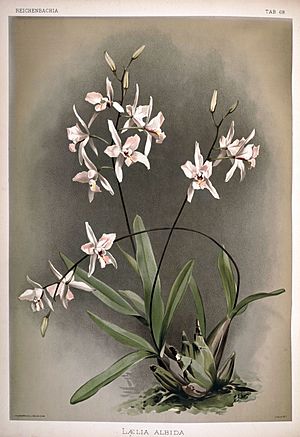 Archivo:Frederick Sander - Reichenbachia II plate 68 (1890) - Laelia albida
