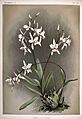 Frederick Sander - Reichenbachia II plate 68 (1890) - Laelia albida