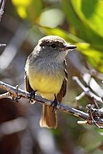 Galapagos-flycatcher-front-floreana.jpg