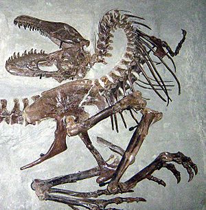 Archivo:Gorgosaurus death pose