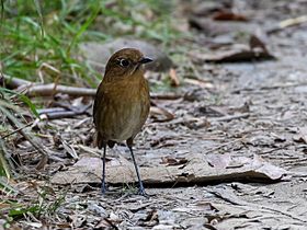 Grallaria spatiator Sierra Nevada Antipitta; Santa Marta, Colombia (cropped).jpg